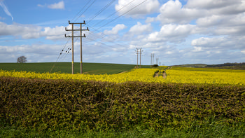 This landscape photograph, taken in the afternoon during the spring season, features hedgerow power lines stretching across a vibrant rapeseed field. The scene highlights a rural agricultural setting, with the yellow rapeseed flowers in full bloom contrasting with the neatly maintained hedgerow in the foreground. Multiple power lines supported by wooden poles span the rolling countryside, emphasizing the connection between agriculture and rural infrastructure. The image captures the essence of spring in rural farmland, showcasing both the natural beauty and the practical aspects of agricultural life.